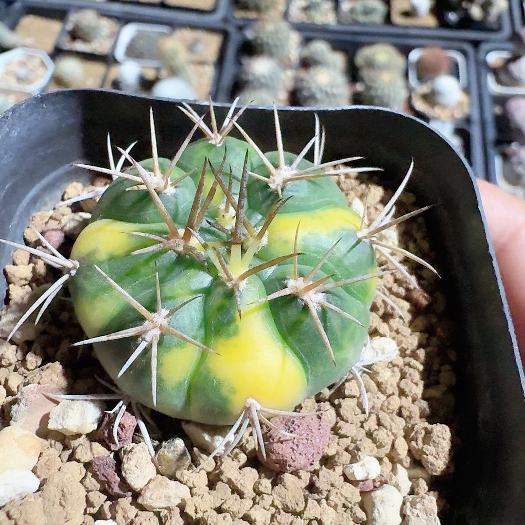 实生勇将丸锦脱土发货