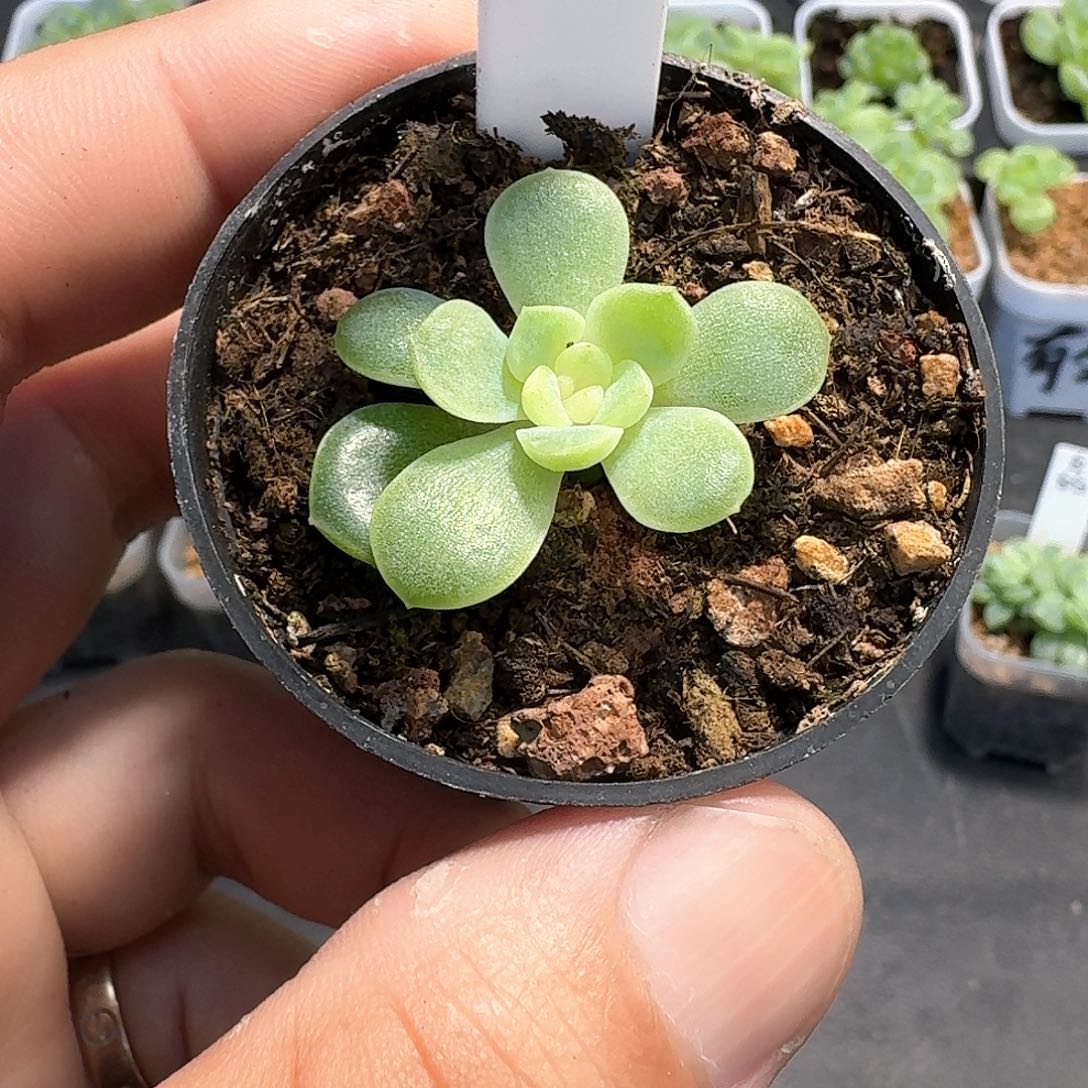 187闪灵单头多肉1111