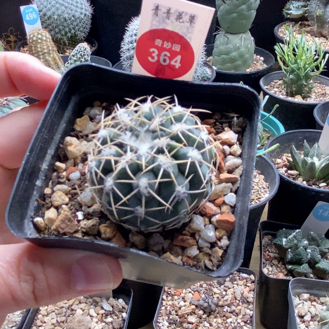 实生白密刺武勋丸4.1cm