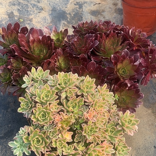 多肉植物组合三个20