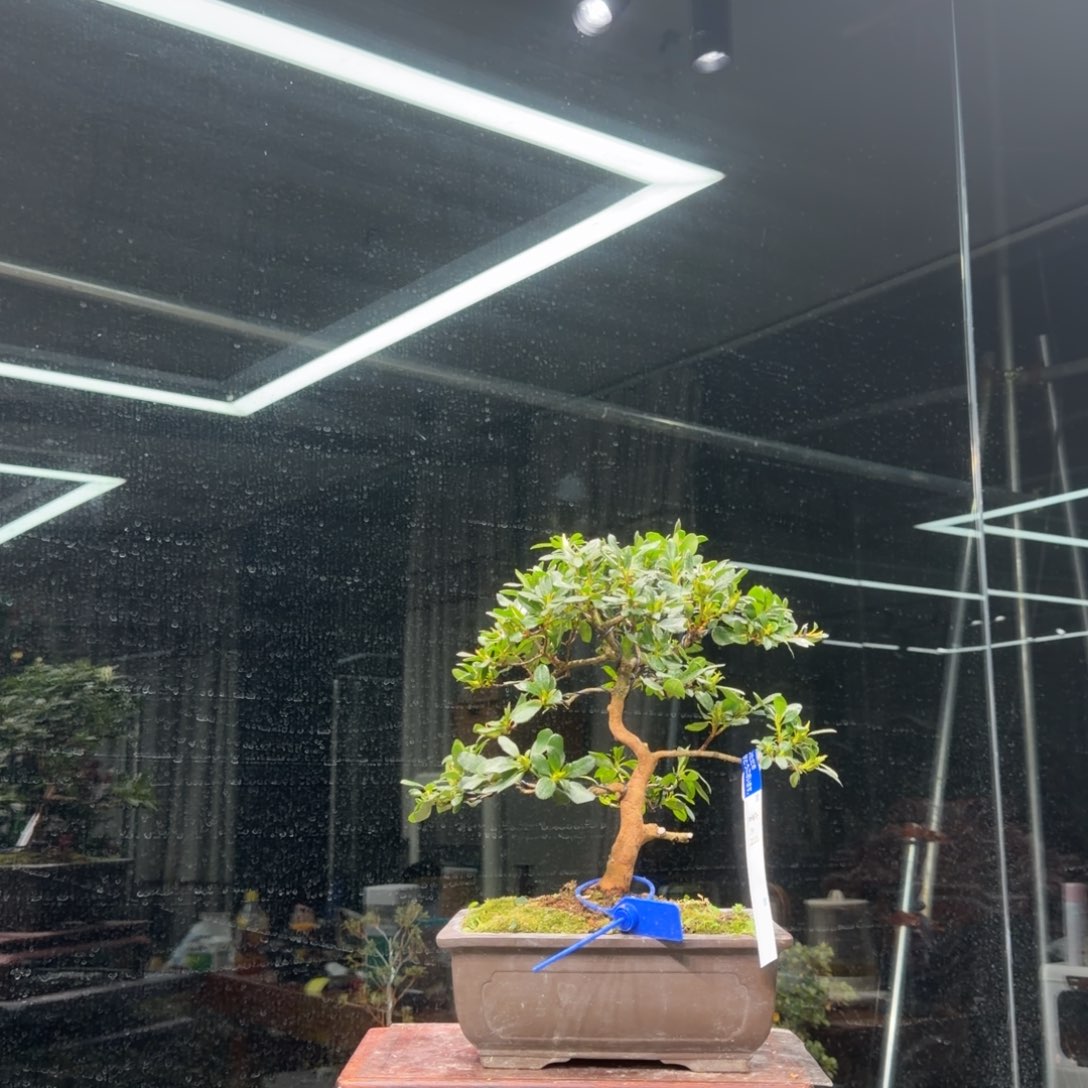 用***8无花朵花卉苗木6542