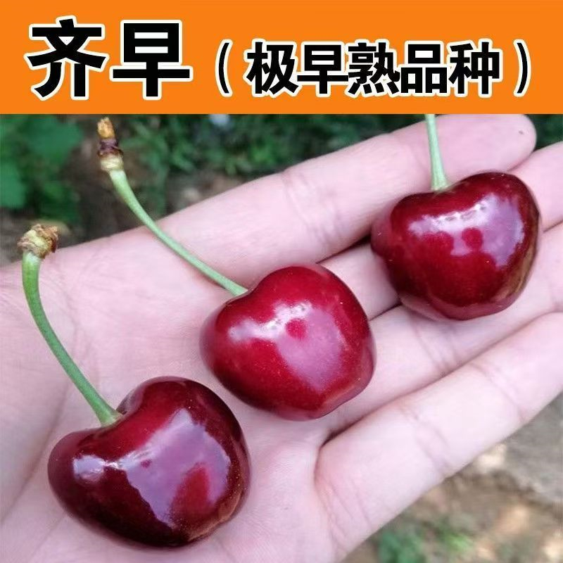 大果齐早樱桃树苗特早熟美早车厘子樱桃树苗北方南方种植当年结果