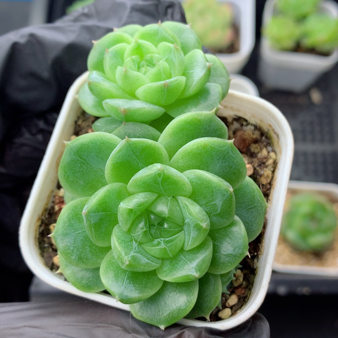 58包邮  群生不包整8