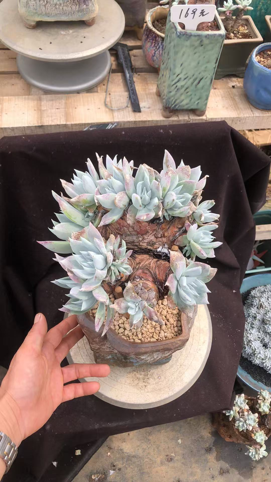 雪山苹果叶高桩粗桩磨盘朵朵缀精控 