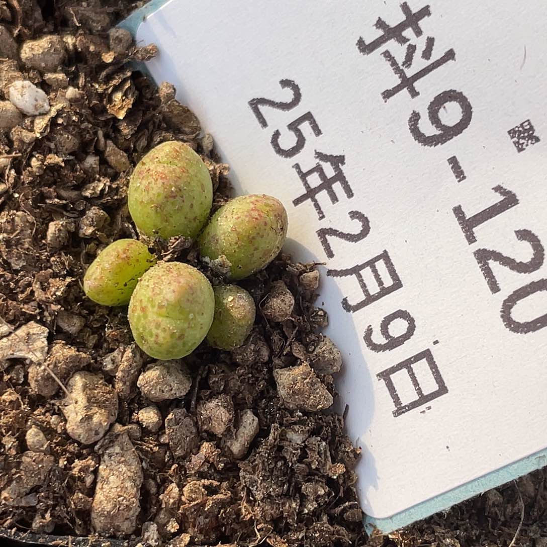 9-120斑马多肉植物