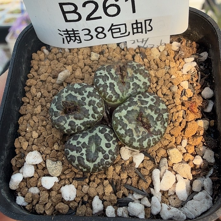 泡泡安贞4头 带盆发