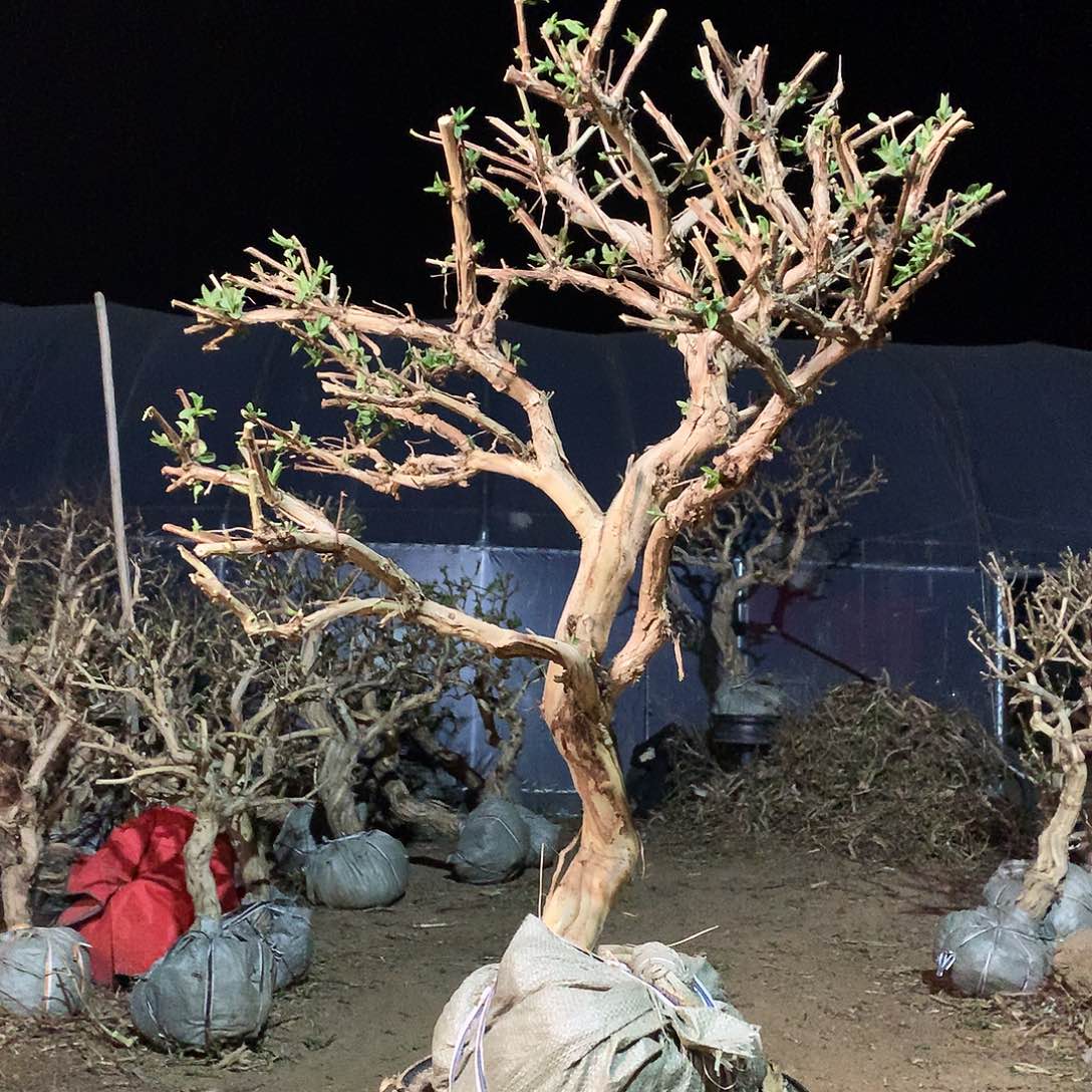 金银花5558899999966