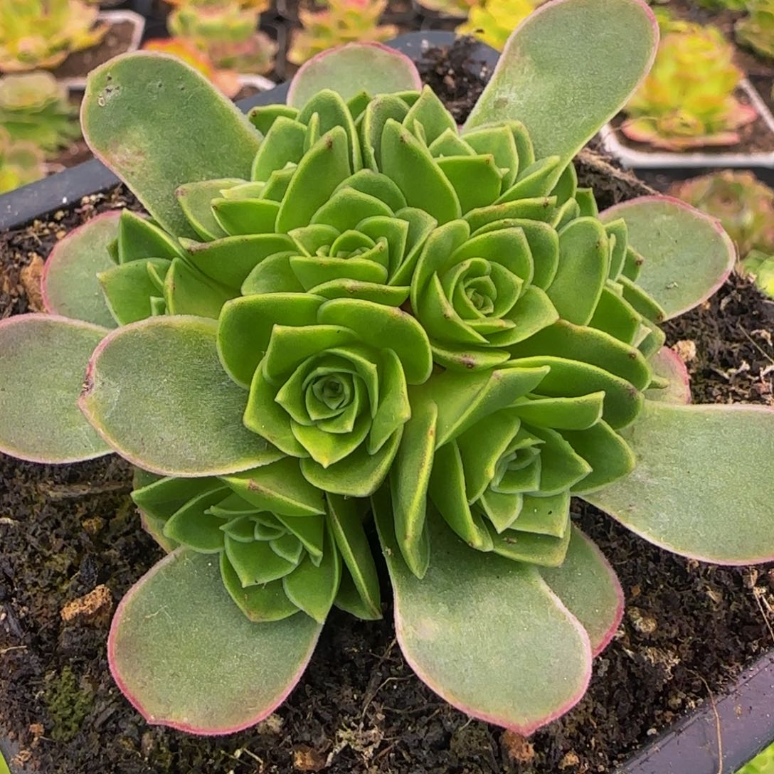 紫衣花球123568656868686866