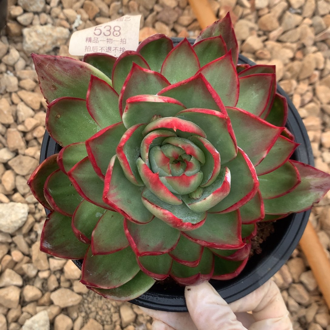 538号多肉植物惊鸿14厘米