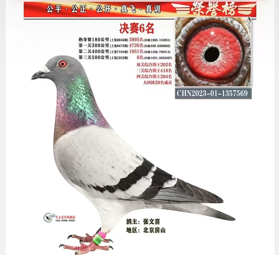 预定幼鸽。六名直接做育