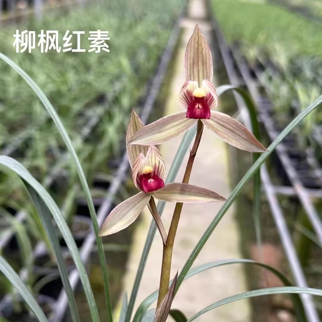 柳枫红素春剑兰花经典高端红舌代表好养易活清香花卉绿植盆栽盆景