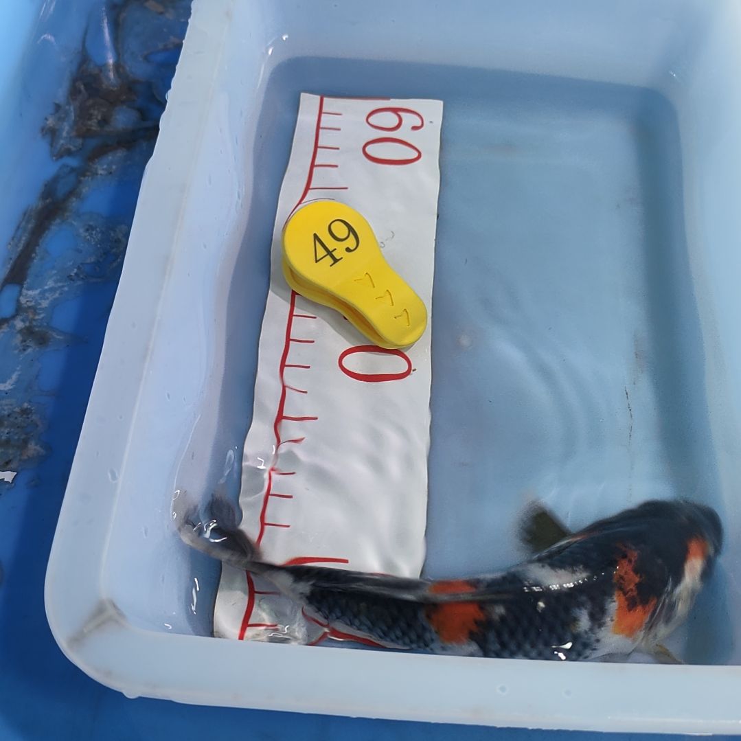 海水鱼红白大正昭和菲血白写