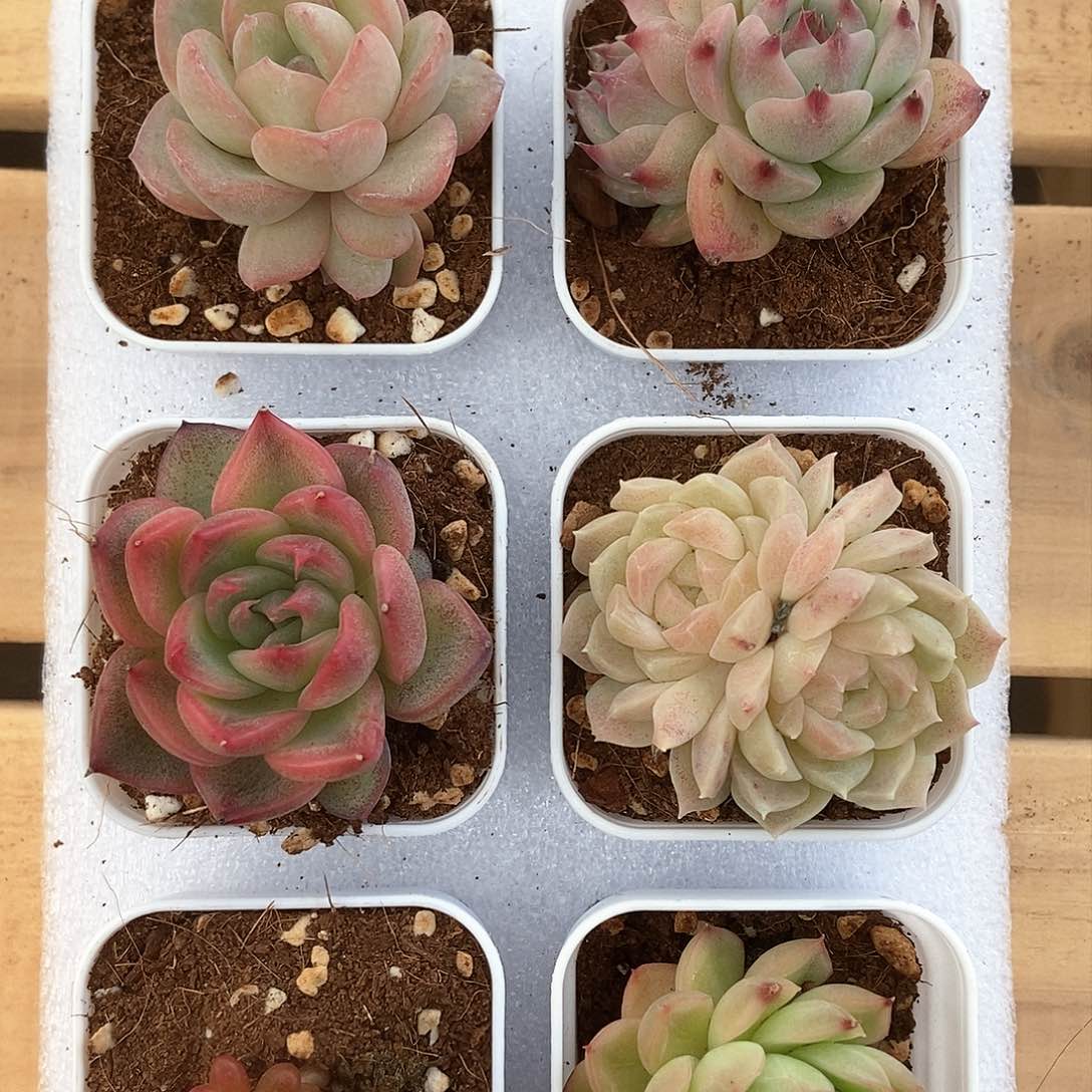 6颗一单包邮4590