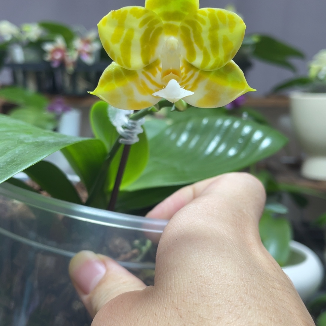 完全开放04叶瑕花期不保