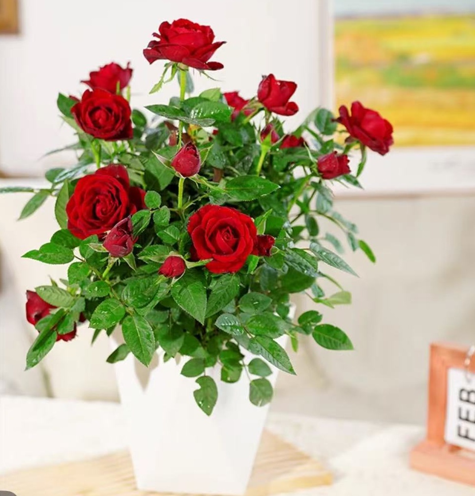 月季花苗四季开花阳台盆栽花卉庭院爬藤绿植物大藤本蔷薇