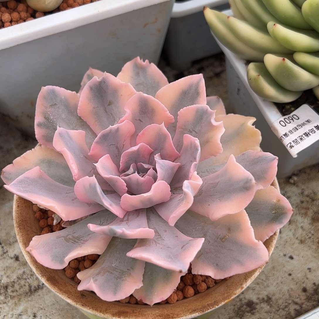 利比里亚锦多肉植物