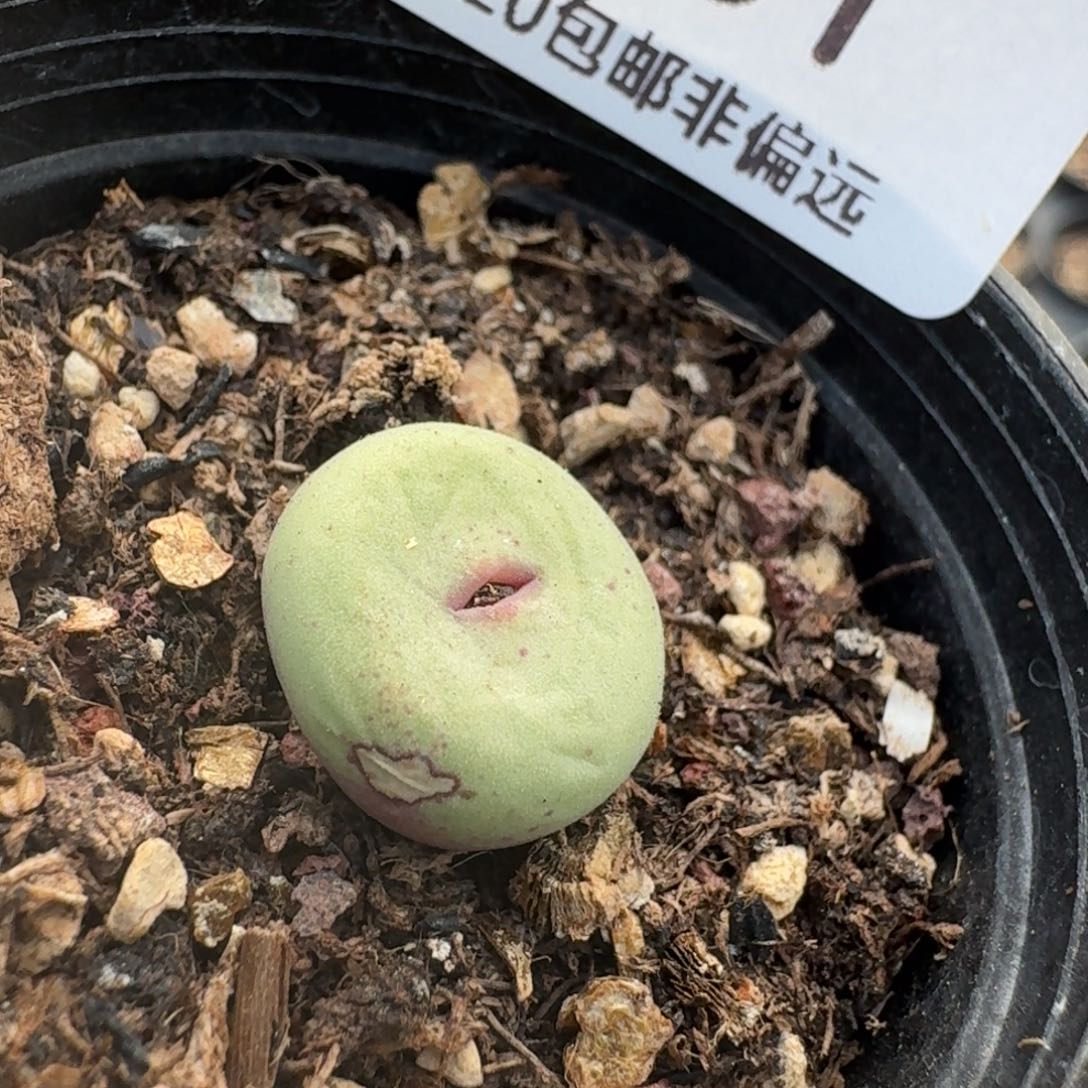 551带盆发货贝特芬