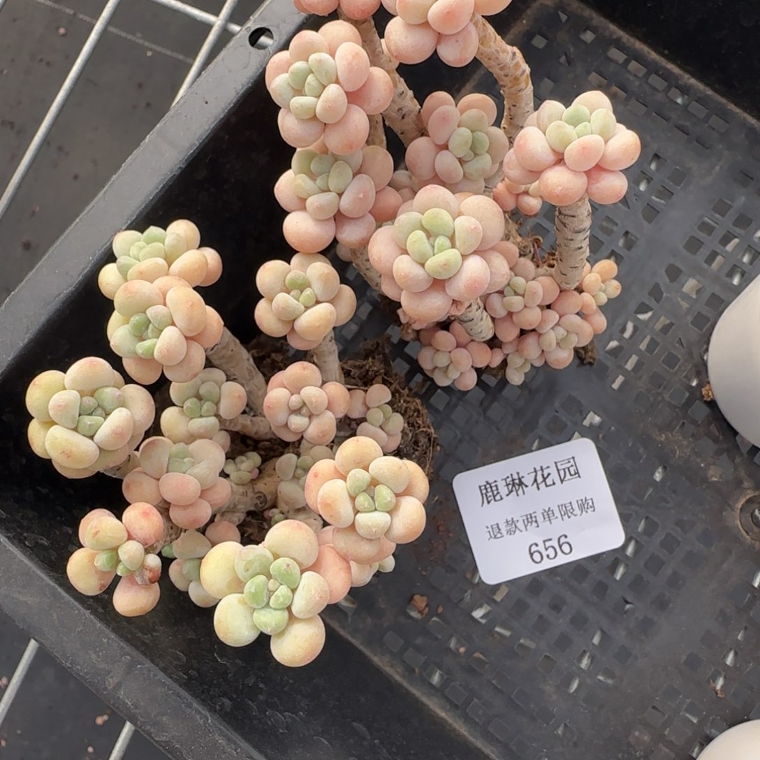 多肉很小看清楚下单拒绝非品质售后656两个