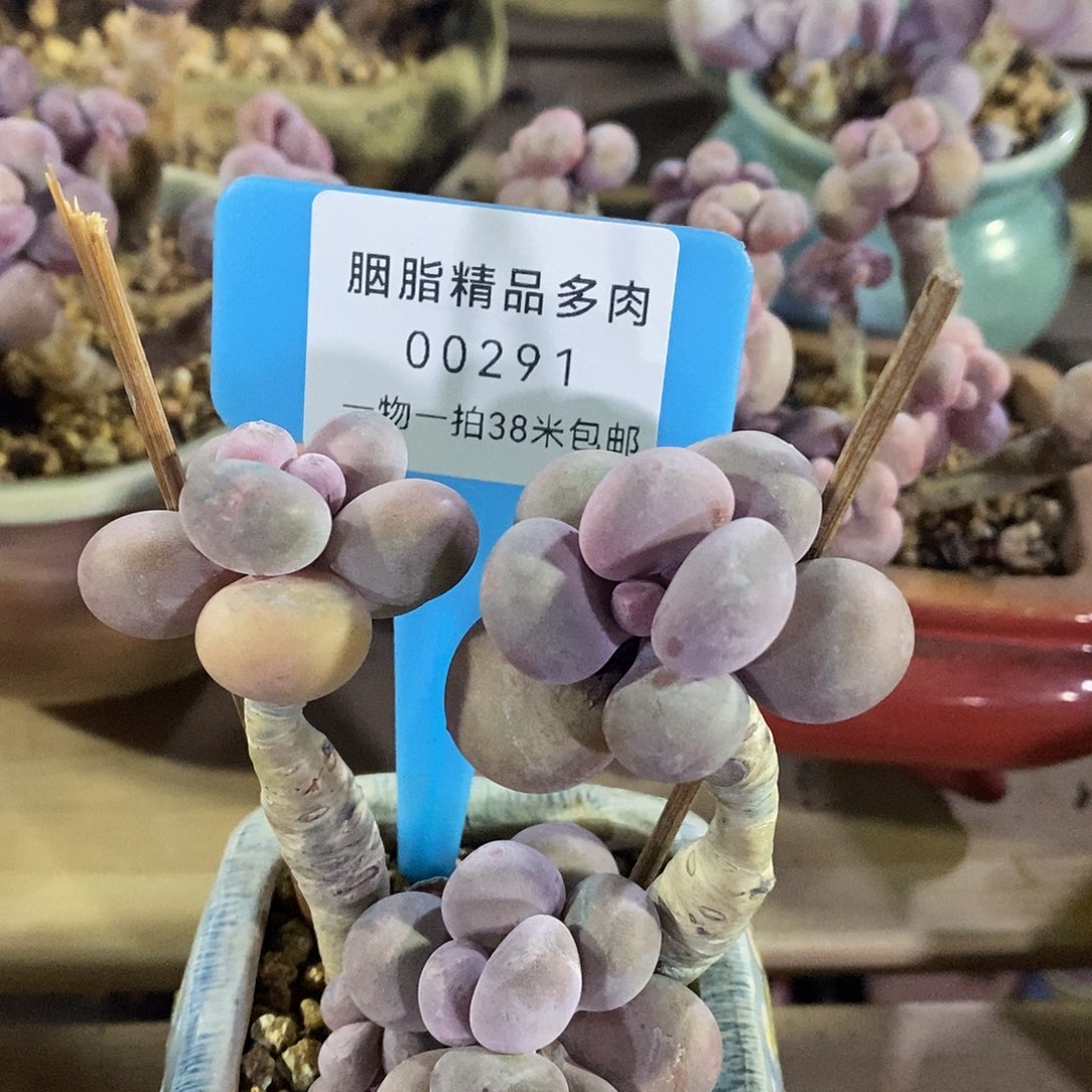 00291哈呕吐哦漏姐姐