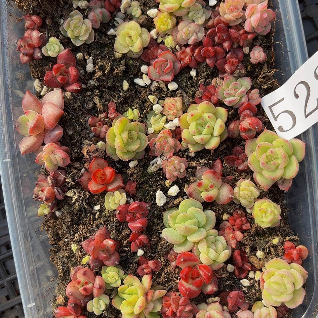 多肉植物多肉植物522