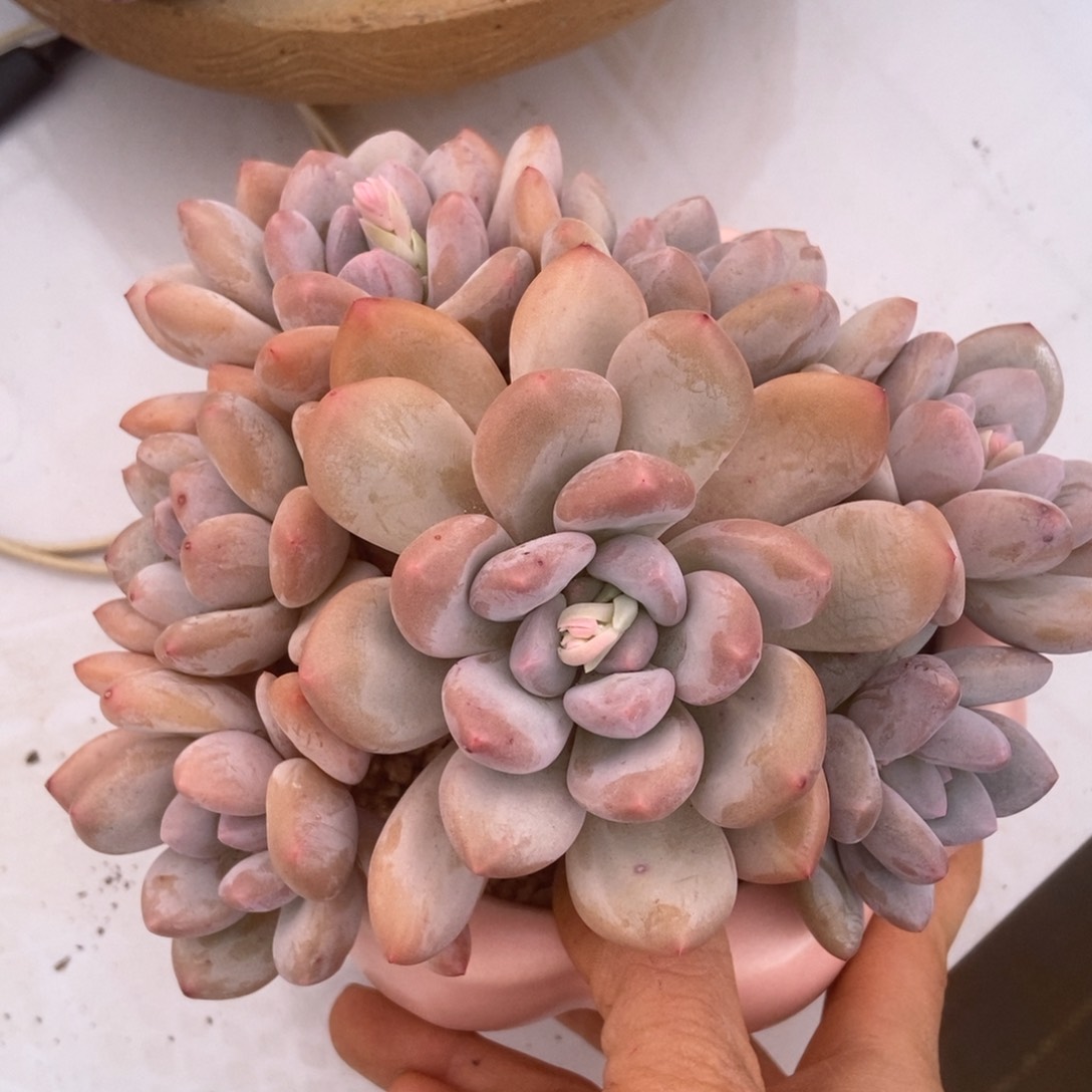 香水无砍多肉多肉