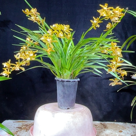 无花朵金丝细叶小虎头