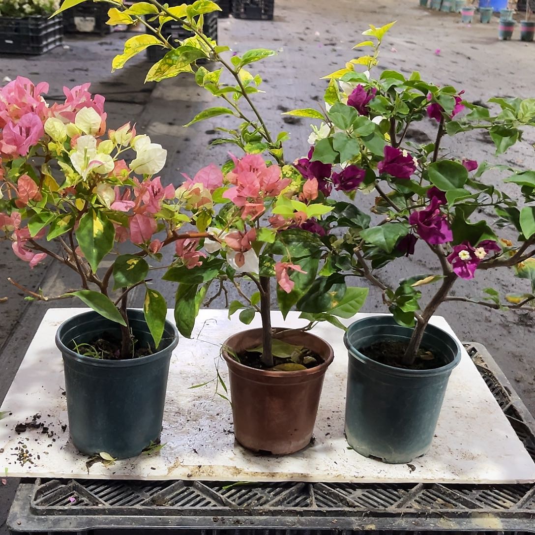 大部分花苞少量开放金心橙白，黑暗行者，斑红樱