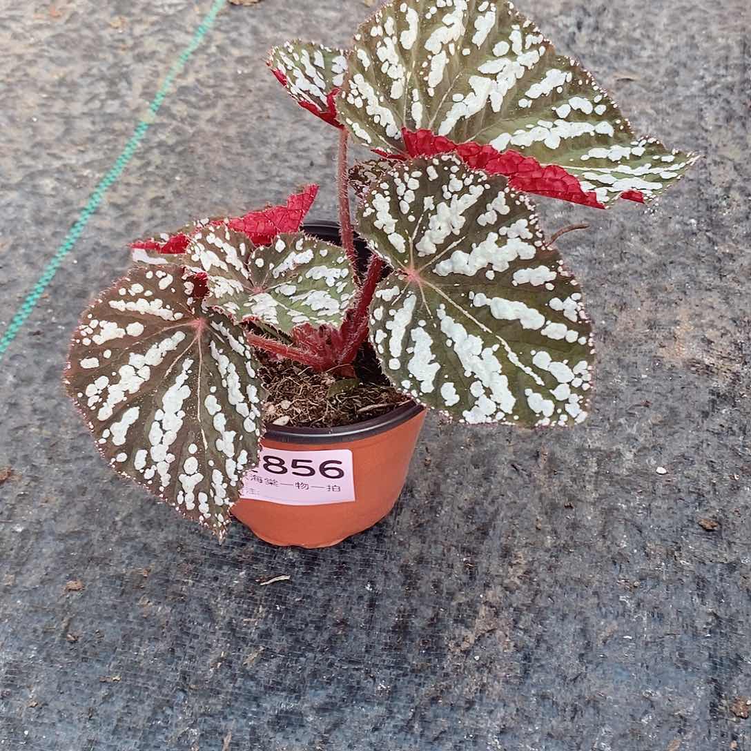 不开花植物亦*秋海棠856
