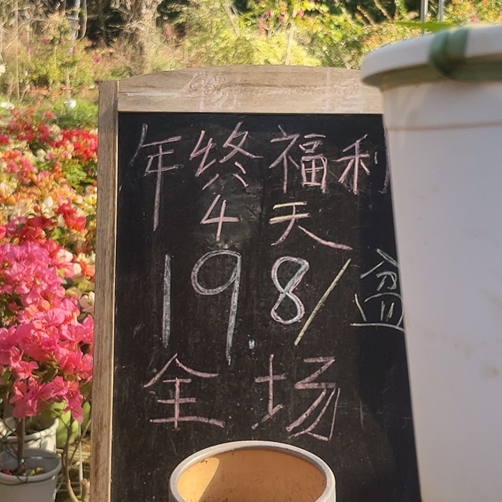 无花朵三角梅不甜加黄色