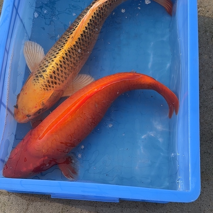 海水鱼赤目芒果红介