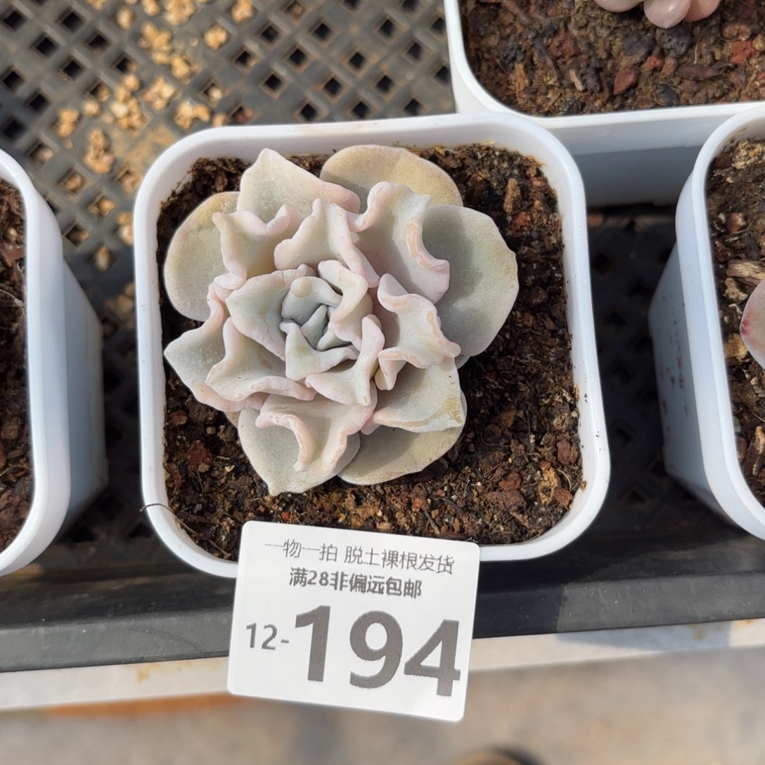 芭蕾舞者多肉多肉