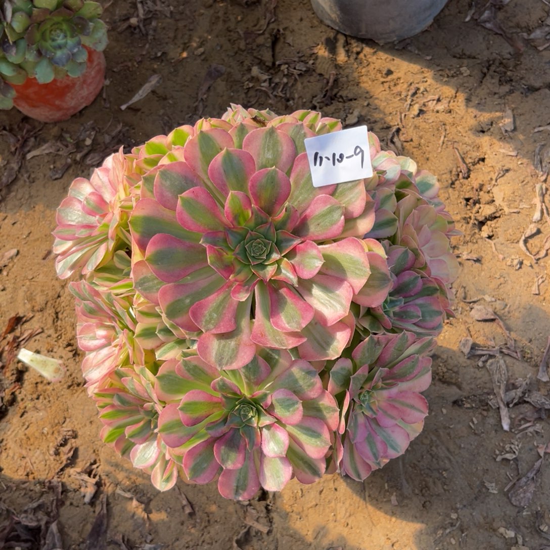 11-10-9雨荷法师锦多肉