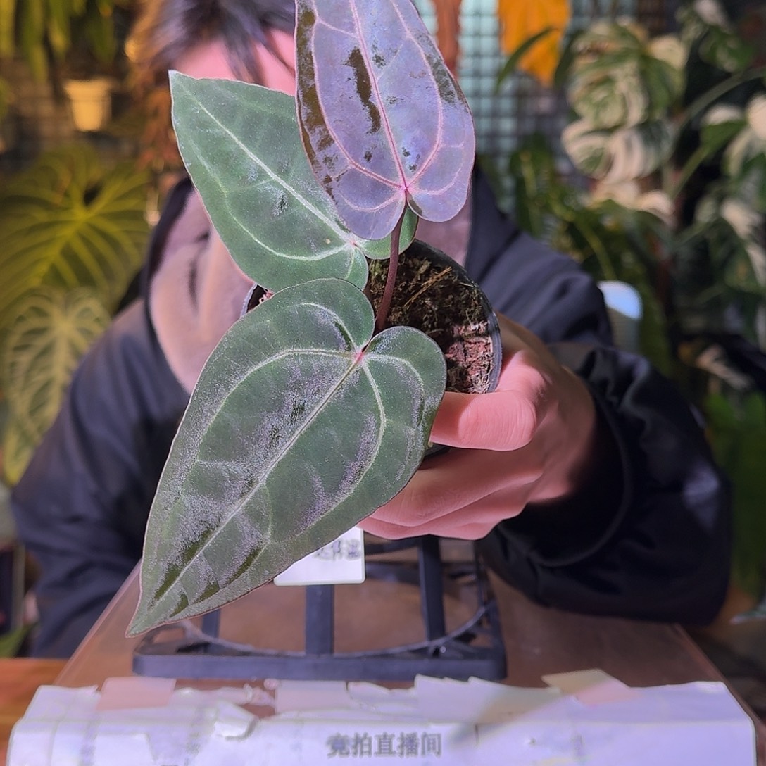不开花植物G667大风车，紫水晶杂