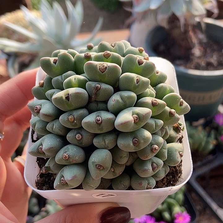 赤耳口迪一物一拍17