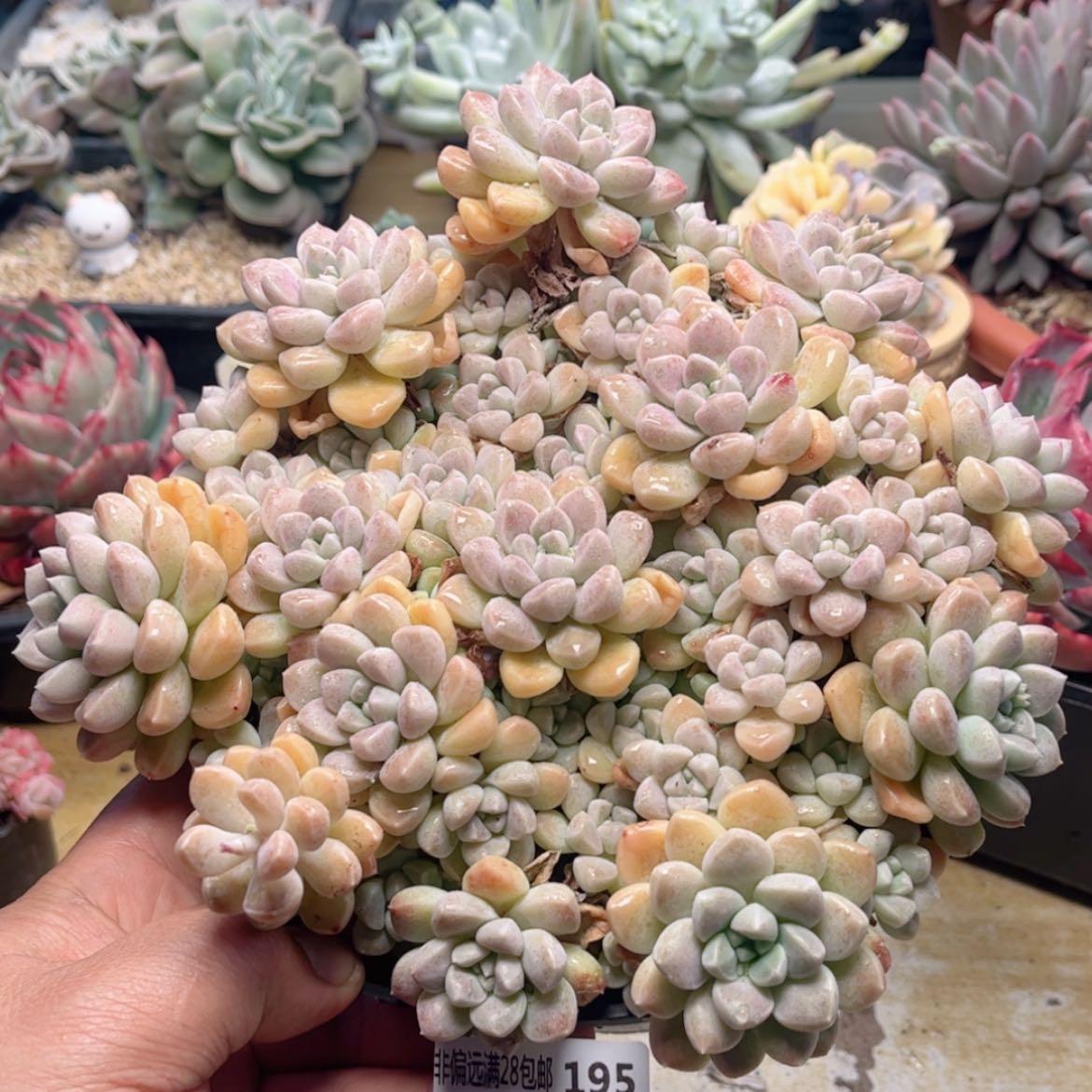 【闪购商品】195鹅卵石