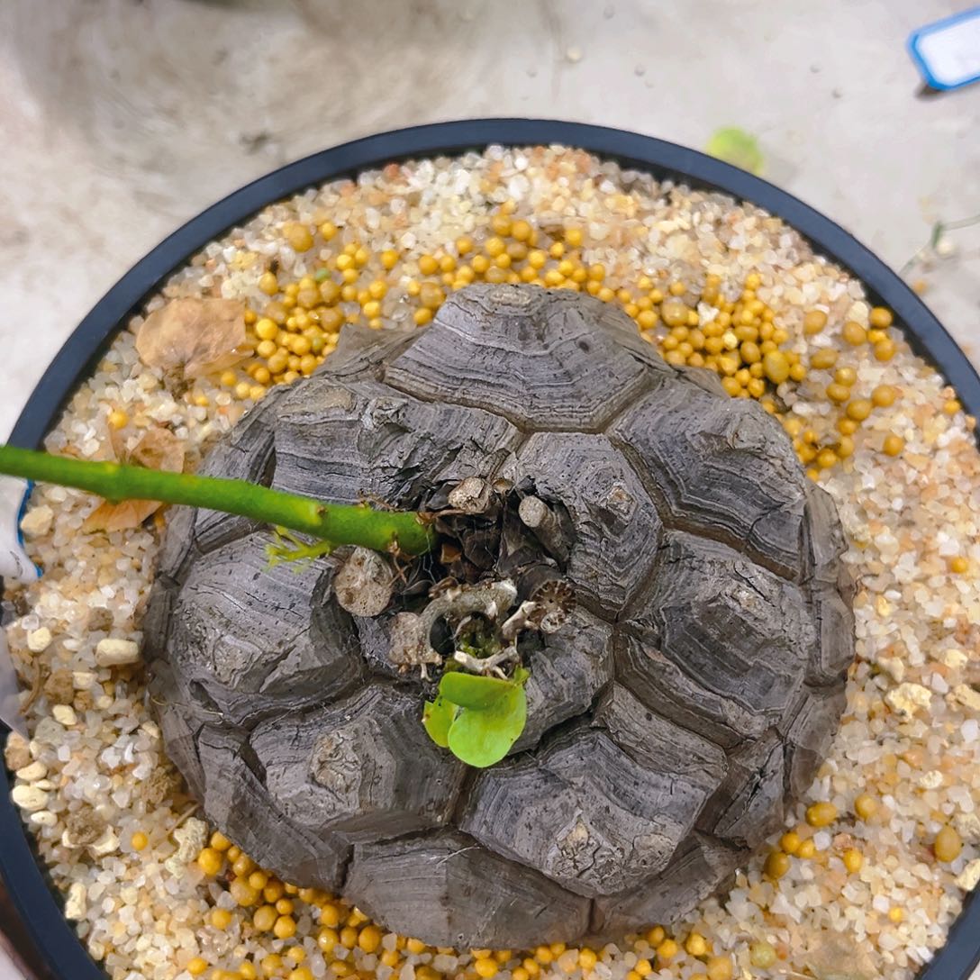 黑皮大甲盆栽龟，潮流植物