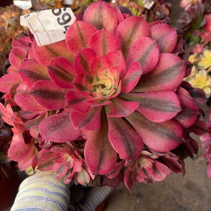 多肉香妃老庄694