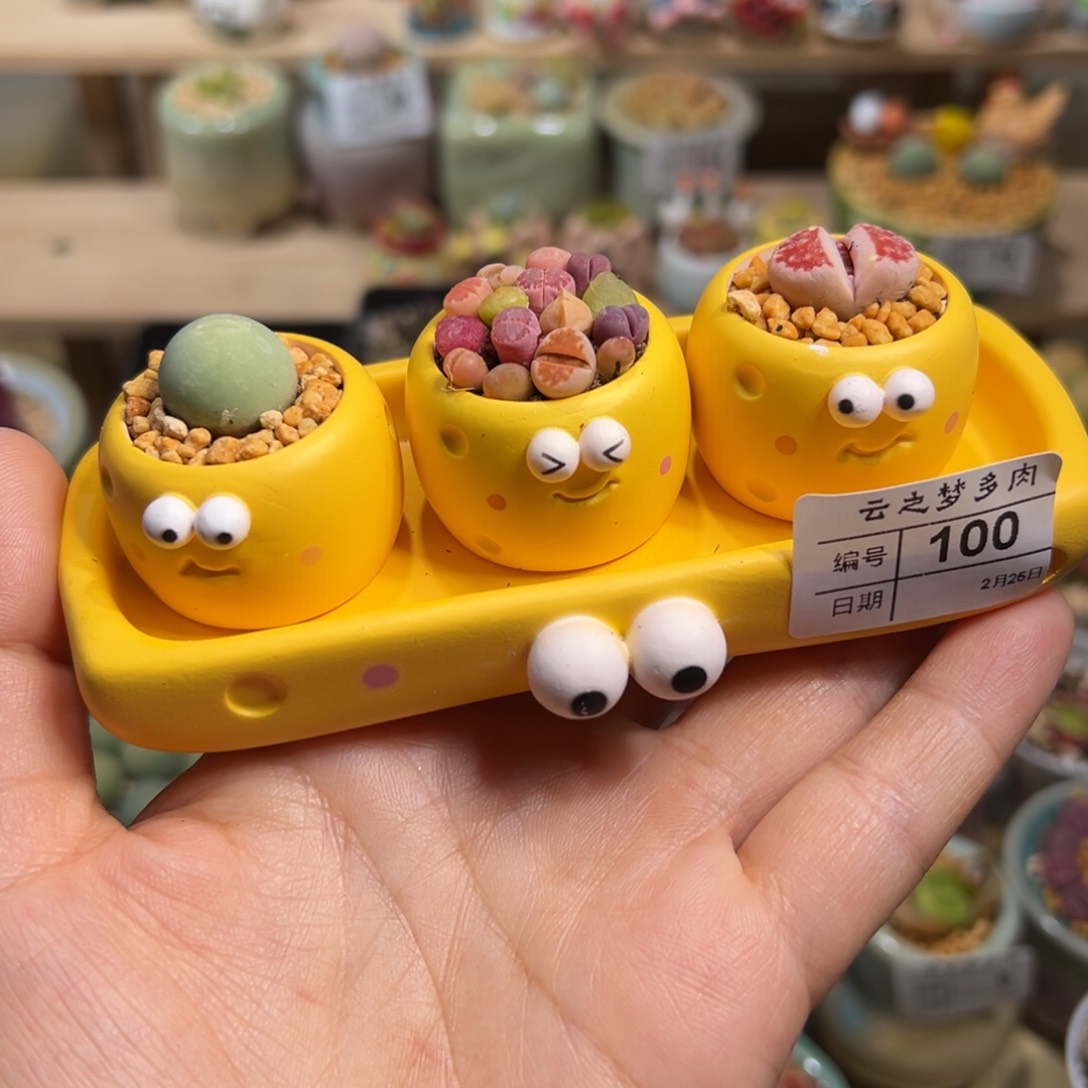 多肉植物100号奶酪组合