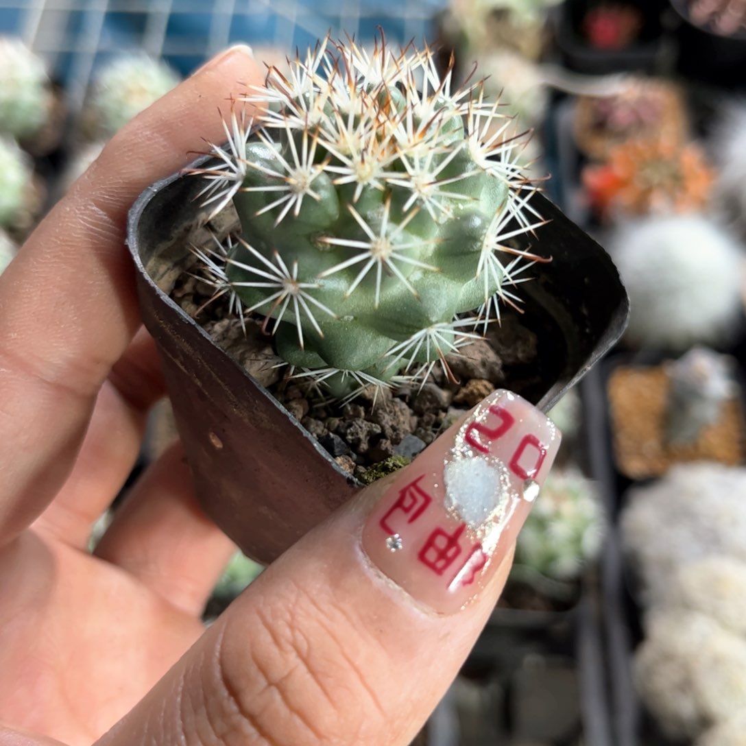 单头蓬莱宫单头发货有根发货