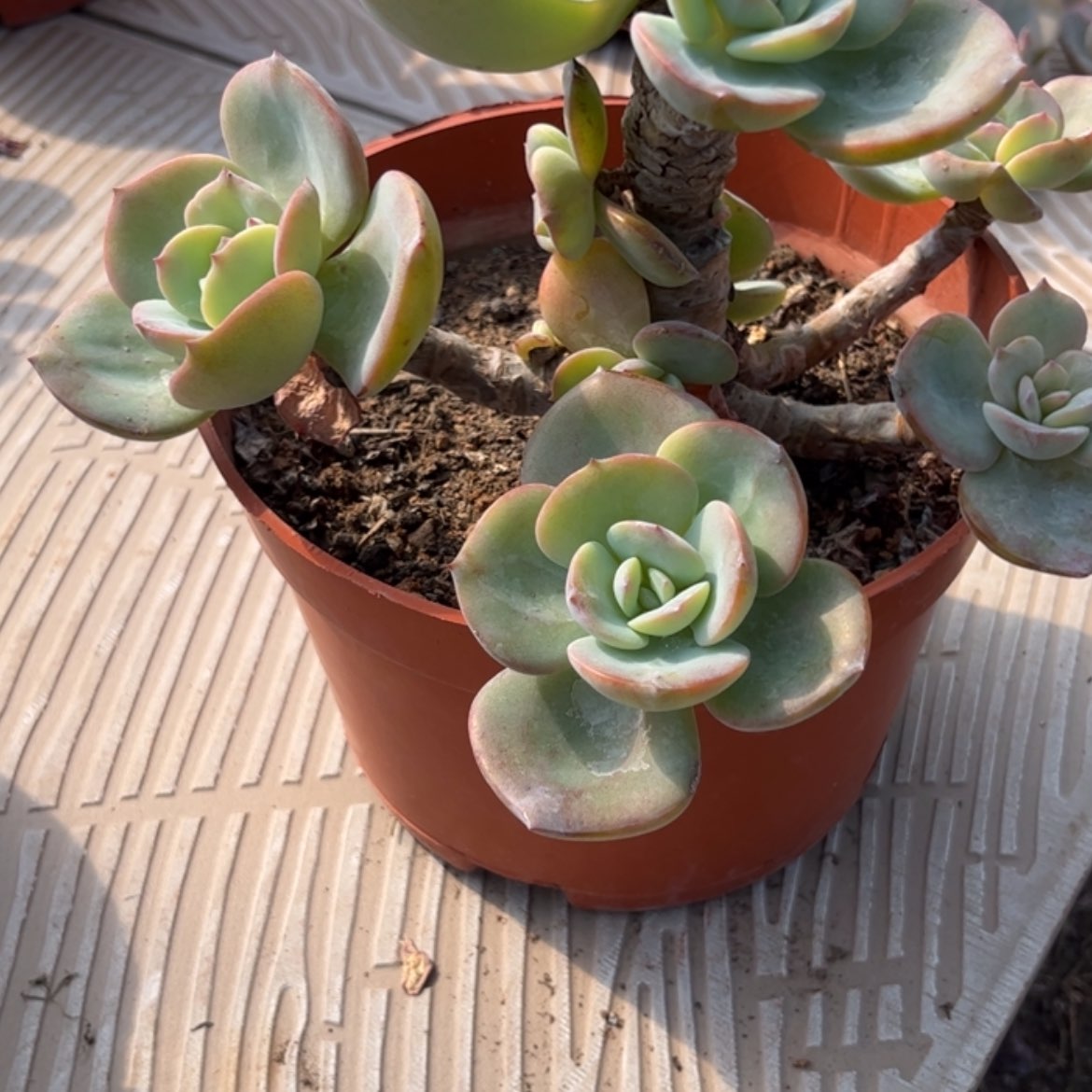 【闪购商品】无花朵ღ****