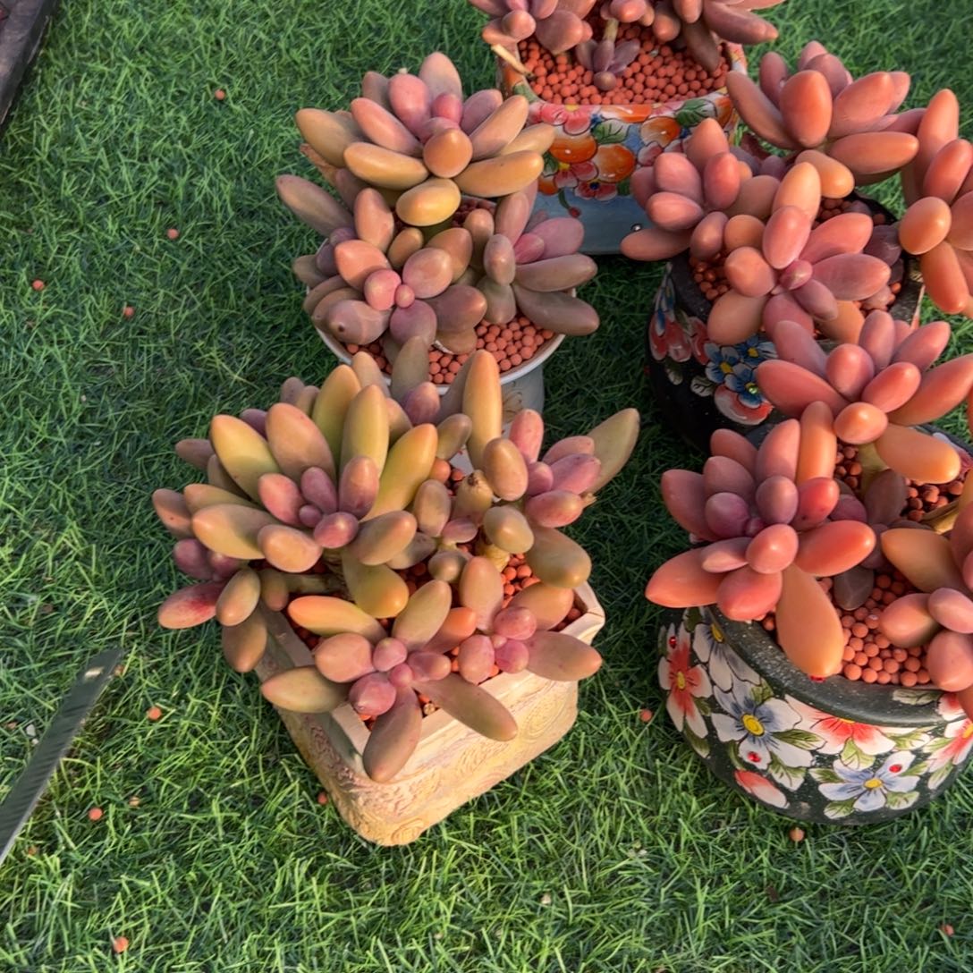 茶***明五颗一起多肉植物