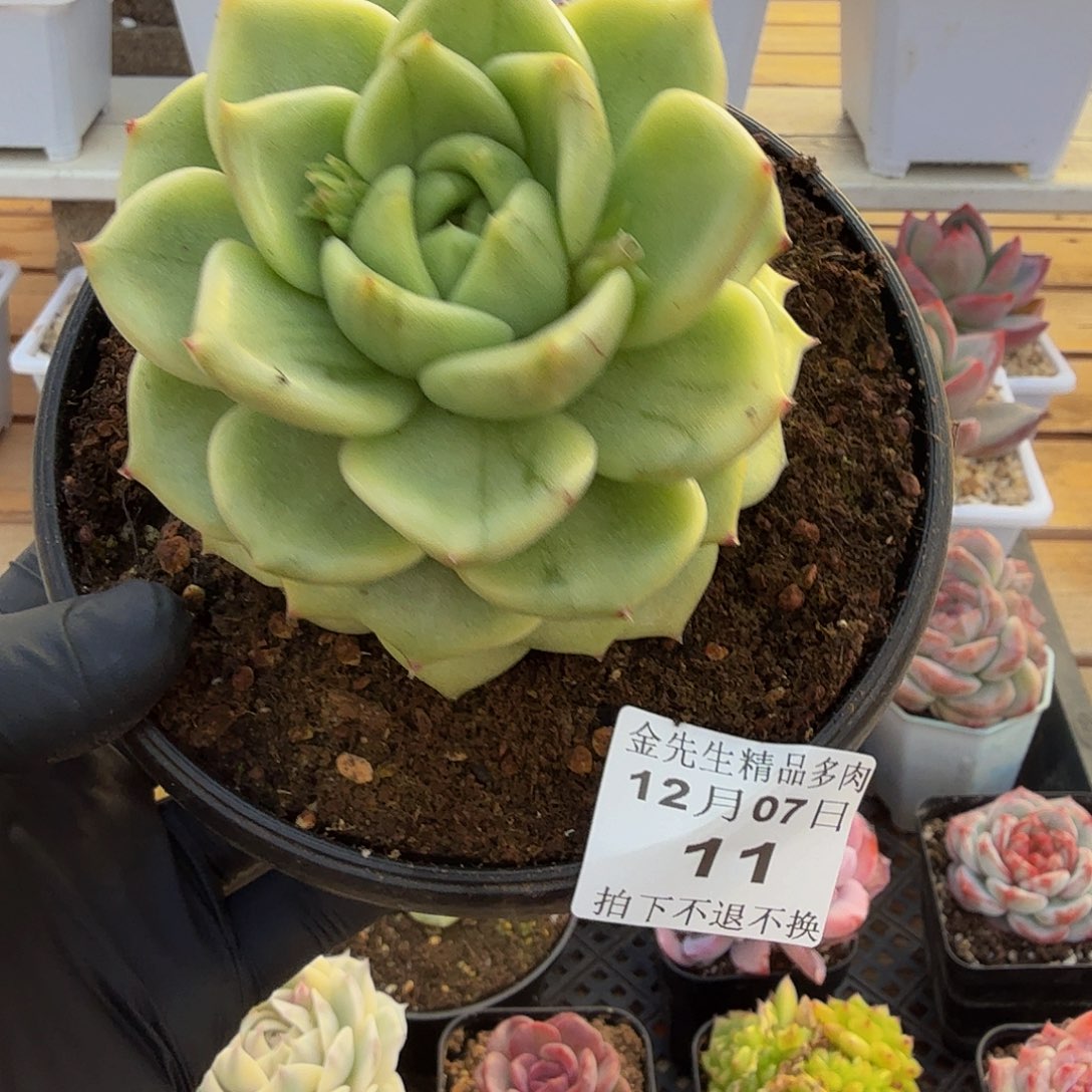 1207-11冰宝龙锦单头