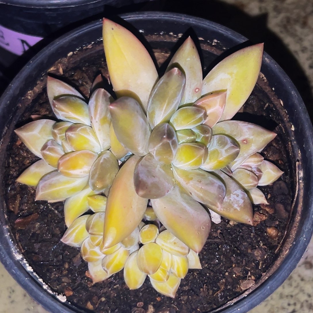 桔云多肉美人精品系列