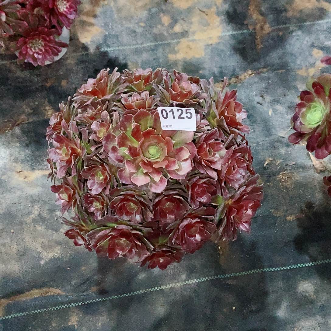 荷兰玫瑰0125多肉1111比较干