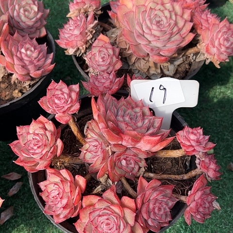 19玛格带盆一个多肉