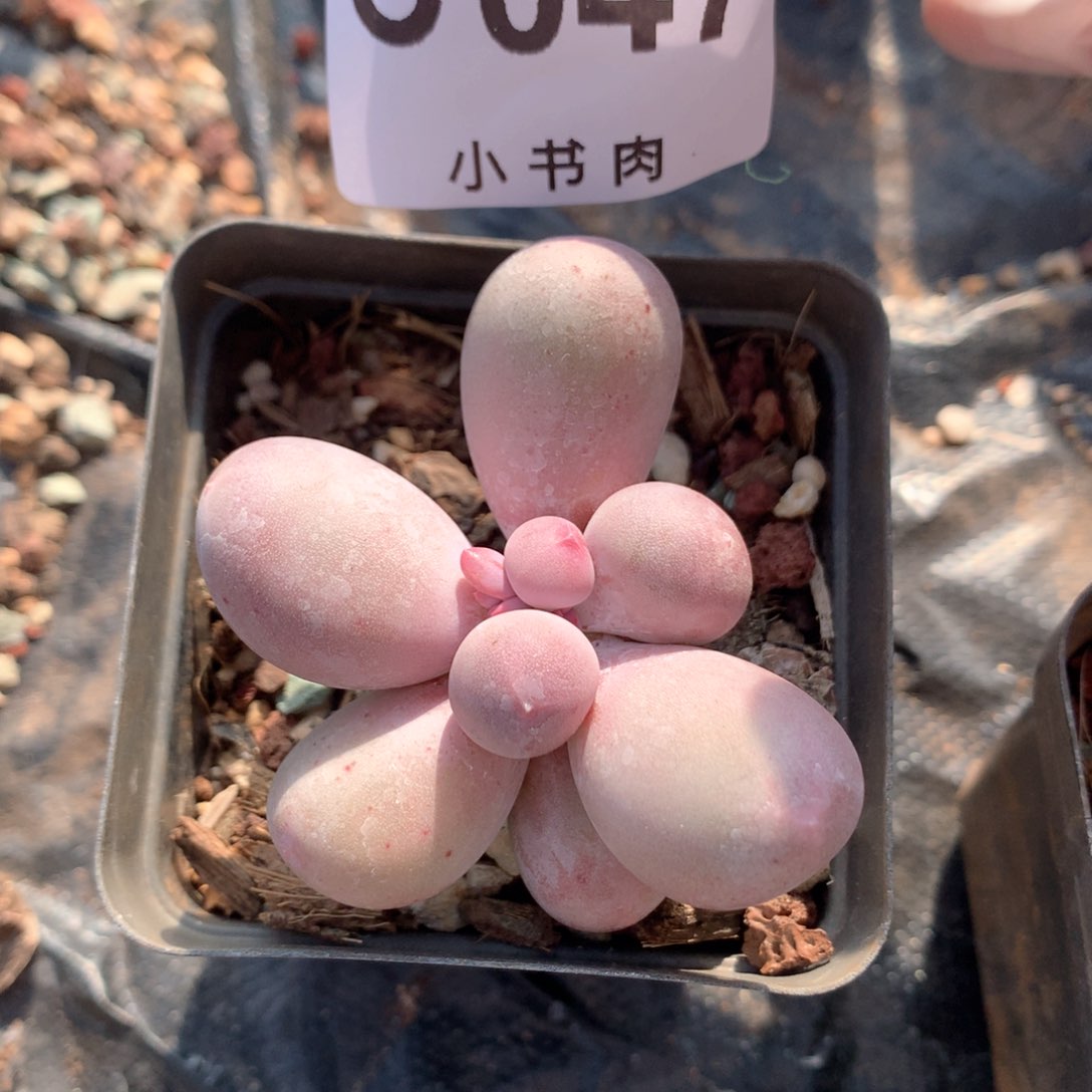 米可米可米可047