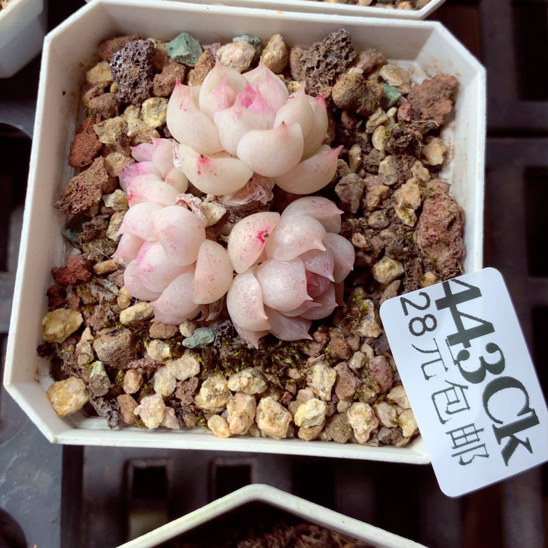 5厘米盆精控多肉443