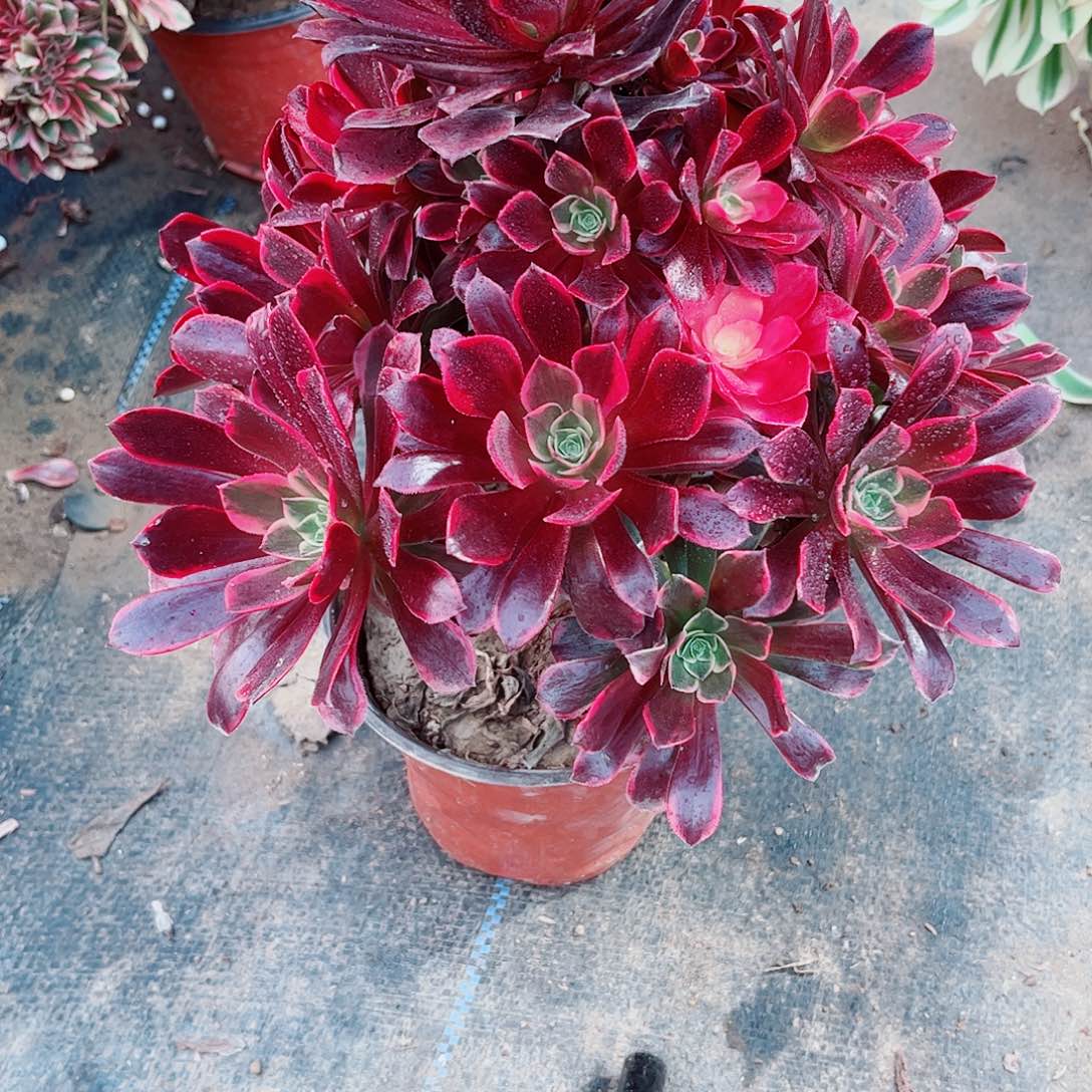 金一颗老桩一颗15.8老桩