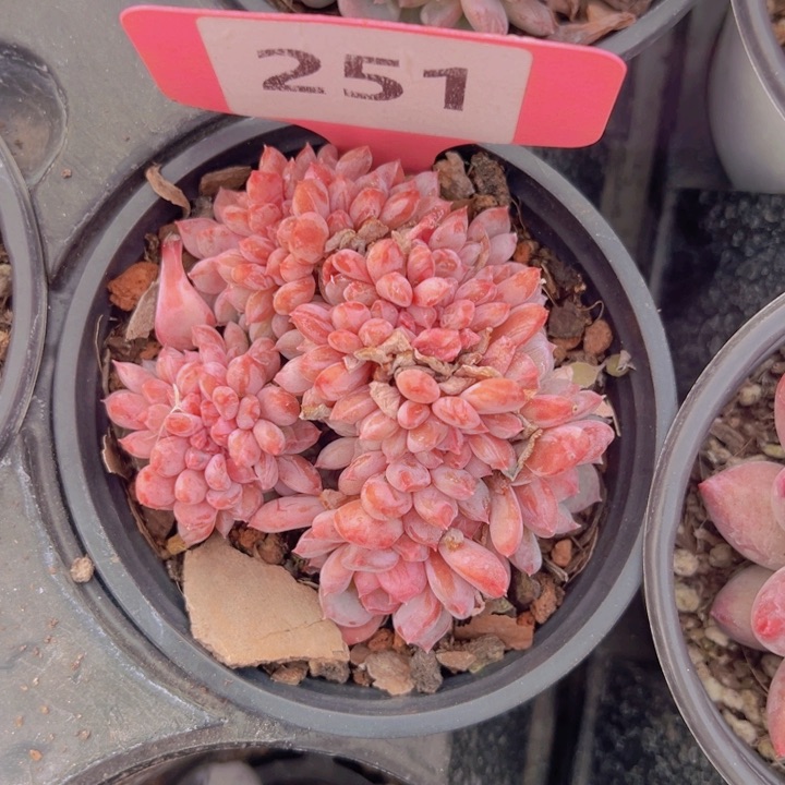 健健康康平平安安