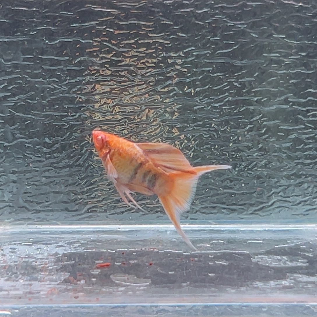 孔雀鱼玛丽鱼一条